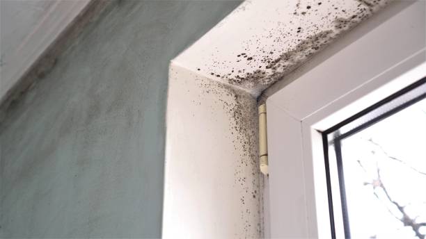 Best Black Mold Remediation in Eureka Mill, SC