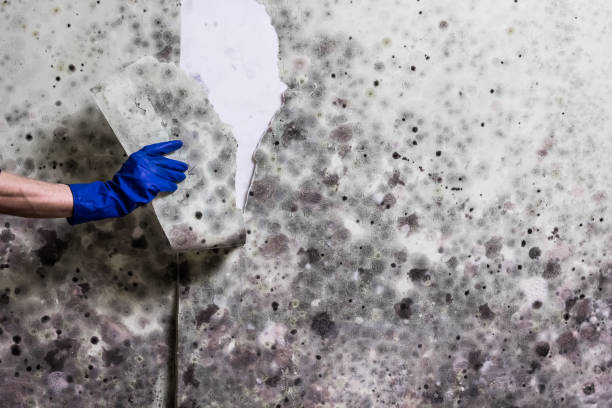 Best Commercial Mold Remediation in Eureka Mill, SC